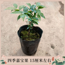 苗圃直供优质四季嘉宝果苗盆栽绿植花卉创意庭院园艺早生树葡萄苗