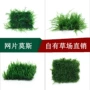 活体水族火焰水晶网片