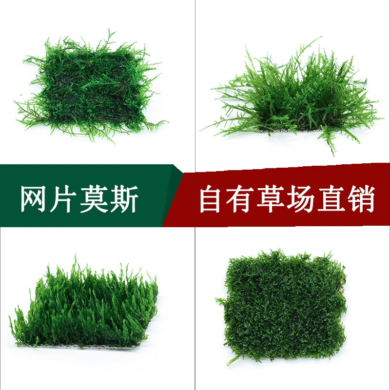 Пастбища Прямые поставки Живая вода Трава Сетка Мох Живое пламя Tricholoma matsutack Слезы Коллекция хрустального мха