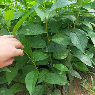 �������l���٘�  �F�ڬF�u1-10���ֶ�����