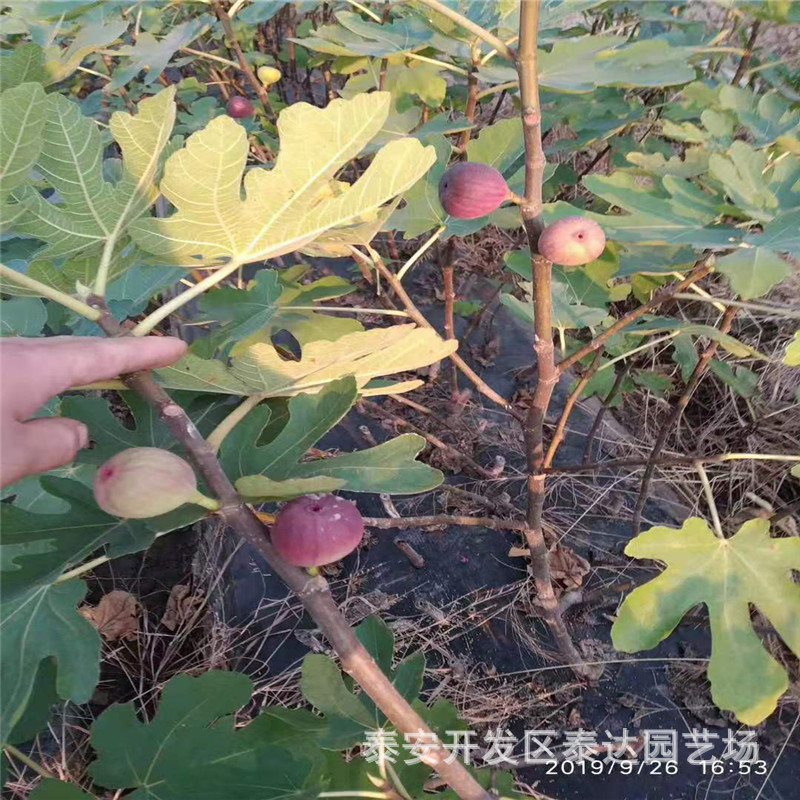 金昌大棚波姬红无花果苗 当年挂果采摘波姬红无花果树苗