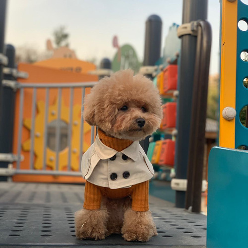 B's Teddy, Bichon Frise, Corgi, French Bulldog, British Style Strap, Cute Waterproof Dog Towel, Dog Neck Scarf, Dog Windbreaker Cape