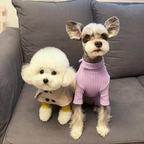 B's Teddy, Bichon Frise, Corgi, French Bulldog, British Style Strap, Cute Waterproof Dog Towel, Dog Neck Scarf, Dog Windbreaker Cape