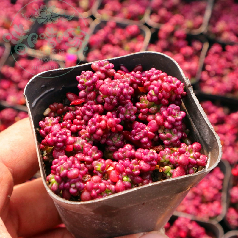 Фиолетовый рис Зерна Сочные растения Фиолетовый рис Фиолетовый жемчуг Метеор полный горшок с доставкой горшка