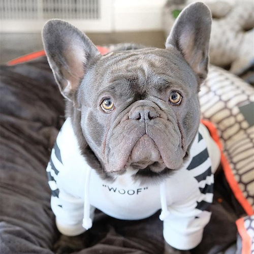 Corgi Schnauzer French Bulldog Pet Trend Brand Instagram Dog Sweatshirt Prank Autumn Winter Sports Dog Clothes