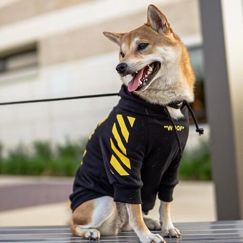 Corgi Schnauzer French Bulldog Pet Trend Brand Instagram Dog Sweatshirt Prank Autumn Winter Sports Dog Clothes