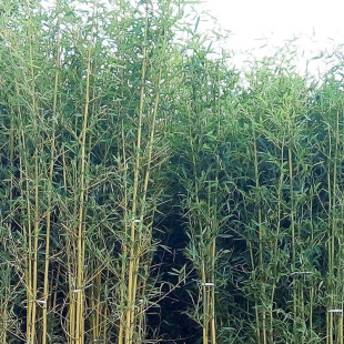 ���س������� ���� ������� �C�� ���� ë�� ����ȸ�Ҏ����