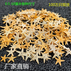 ヒトデ工場直販天然法螺貝手作りドライ工芸品アクセサリーマイクロ風景装飾永遠の花