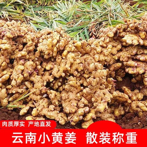 2025 Yunnan Agricultural Product Small Yellow Ginger, Postpartum Ginger, Single-Stem Ginger, 50G-150G, New Ginger, Yunnan Specialty