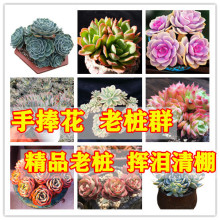 ����ߴ����������ֲ��ĸ����������ֲ��M�������k���҃ȾGֲ