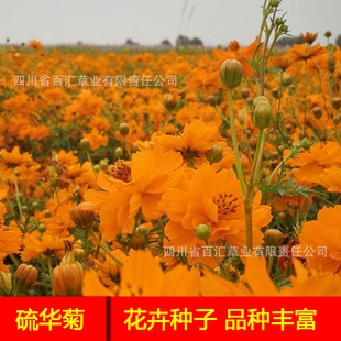 ���A�ջ��N�����Ĵ��ɶ����l�G���ݷN�������N������ɫ���A�շN��