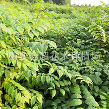 重庆川黄柏苗批发基地 大量供应黄柏树苗品种纯正质优价廉乔木