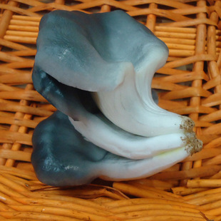 �S��ֱ�N���l����Ģ�����^�ݹ��߲�ģ�� ꙻ��չʾPUĢ������