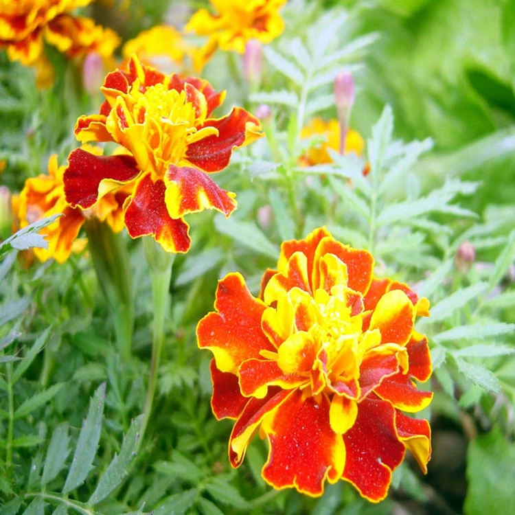 Фабрика оптом цветочные семена павлиньих трав Семена морозостойкие осенние посевные Цветы Растения горшечные Ландшафтная инженерия садовые цветы