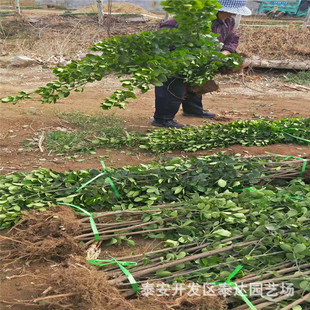 ���۱������S���� 1.5�ױ������S��r�� �G�h���o�������S����