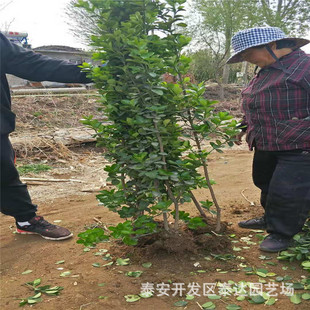 ɽ�|��·�G��1�׸߱������S���� �������u �G�h�������S�����