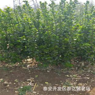 ����1.5�ױ������S���� �G�h�������S����r�� �ļ�������