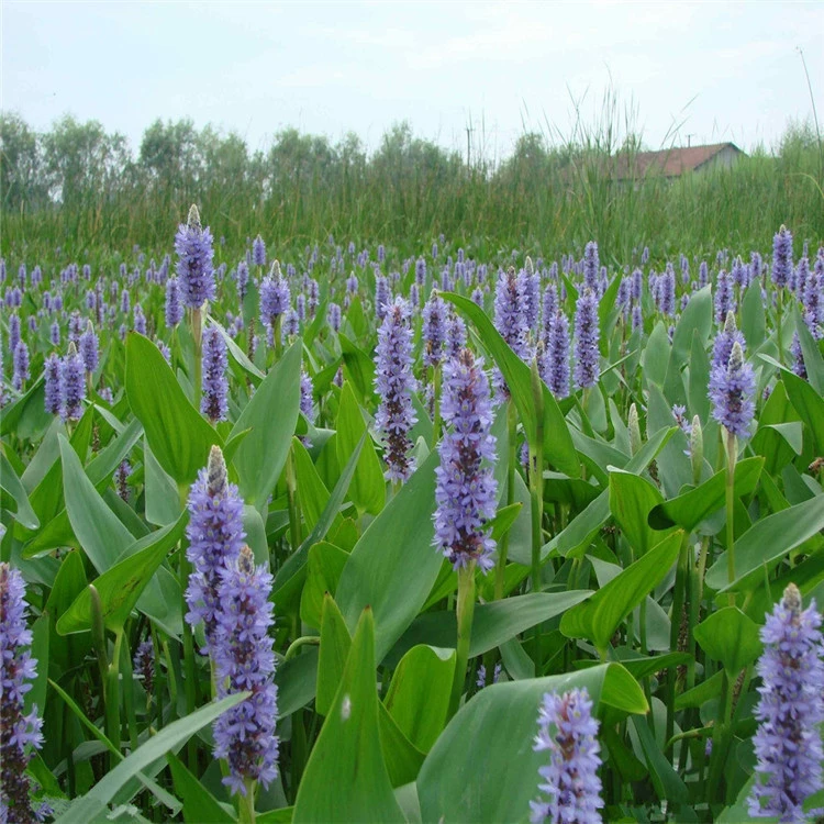 Водные цветы и растения Трава Барракуда Нефрит Цикада Сорта цветов Полное вечнозеленое основание водных растений Прямые продажи Большой Конг