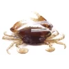 Коричневый (8 см, 19 г)