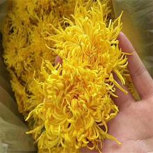 基地直供2026年大朵菊花黄山金丝皇菊散装黄菊花修水大朵花果茶