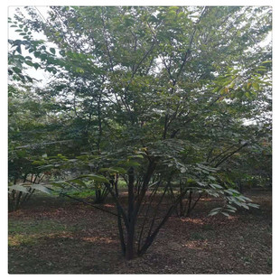 ɽ�|����ֱ�N�G����ľ���NҎ��Ʒ�Θ��е�����΃���Ҏ���Rȫ