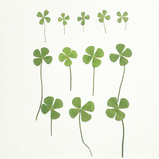 Four-Leaf Clover Manicure Dried Flowers Four-Leaf Clover Dried Flowers Pressed Flowers Glue Dried Flowers