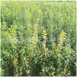 �������l��������� ��t�� �߮a���Ә������l ������ڲ������l