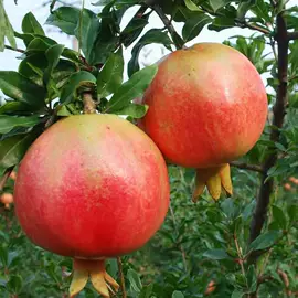 乔木;灌木;盆栽