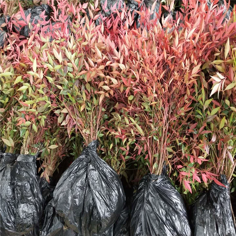 Базовые прямые продажи высокого качества Nantianzhu красная мушмула Tianzhu проект озеленения оптовое распространение