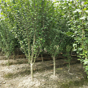 �����ݾG����ľ�������͡�ľ�Ȼ�����ľ�ȷ��a�@�֟��N�tɫ