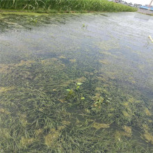 环境工程沉水植物大矮生苦草基地直销池塘养鱼虾蟹水草苦草量大从