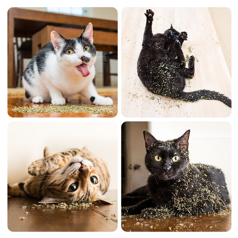 Le ViewSonic Origen Venta directa Menta gatera Mascotas Bocadillos Polvo Hojas secas Menta gatera Juguetes Relleno