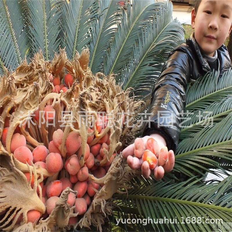 Цветочные семена Железное дерево Семена Железное дерево Бонсай Семена имеют высокую всхожесть