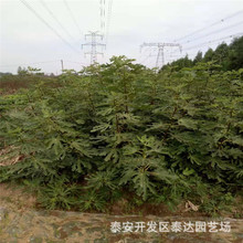 0.8���֟o������ �����K�����t�o������ ���Օr�g�L�tɫ�o����