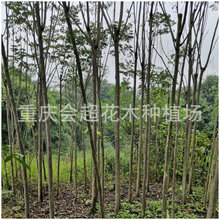 �ؑc���Ի��ع�����������U���������Sɽ��������l�ɻ��ʸ�