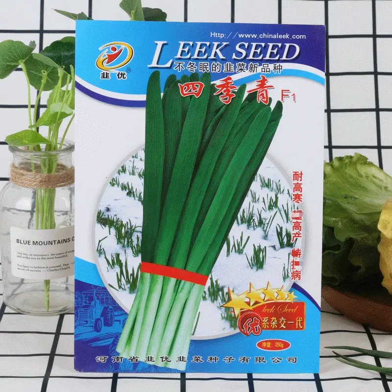 四季青韭菜种子叶色深绿韭味香浓蔬菜种子四季青韭菜种子秋种