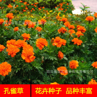 ��ȸ�ݻ��N�ӻ����L�����Ĵ��ɶ����l�G���ݷN���N��ȸ�ݷN��