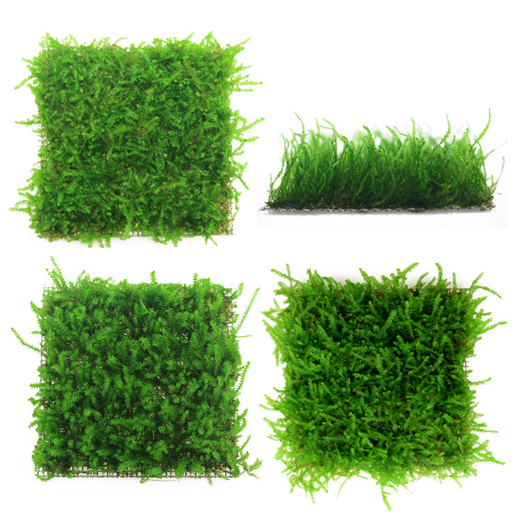 Moss Coral Triangle Crystal Moss Tree Freshwater Plant Grass Jar Landscape Mesh Real Water Grass Wholesale Moss Coral Triangle Crystal Moss Tree Freshwater Plant Grass Jar Landscape Mesh Real Water Grass Wholesale