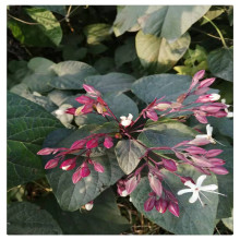 ɽ�|���ع����G���纣�ݳ�ɽ�������ݳ�ɽ�؏�6���ֺ��ݳ�ɽ