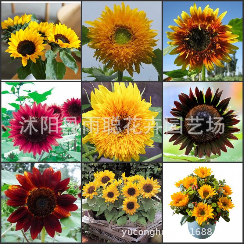 Трансграничные семена подсолнечника плюшевый медведь подсолнух красный подсолнух бычий подсолнух карликовый столб подсолнух