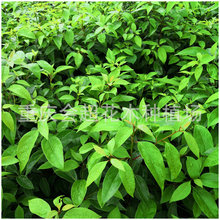 �������� С�~������������l ���NҎ��������������������ԽؗU