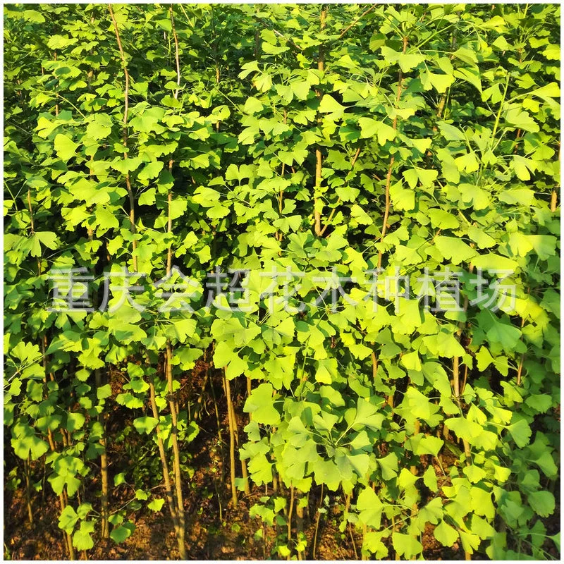 В наличии большие партии различных сортов саженцев гинкго, саженцев деревьев с белыми плодами, оптом саженцы гинкго, деревья османтуса, листопадные деревья с осенними листьями.