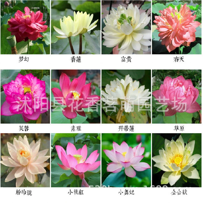 Водные растения открытая чаша семян лотоса