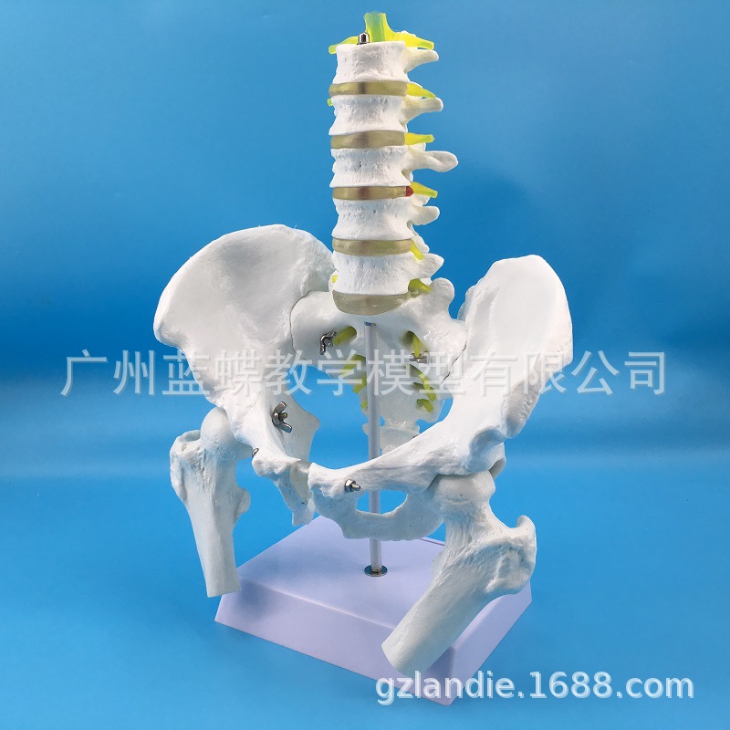 ��Ȼ�����������׵ �ɹ� ���ԹǸ������׵��׵����ģ�� ҽѧ