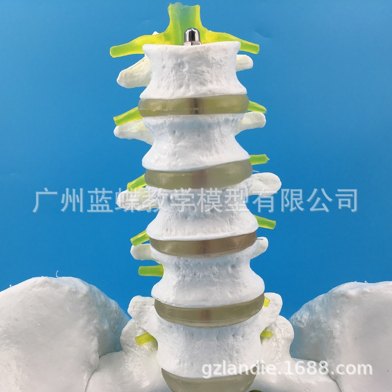 ��Ȼ�����������׵ �ɹ� ���ԹǸ������׵��׵����ģ�� ҽѧ