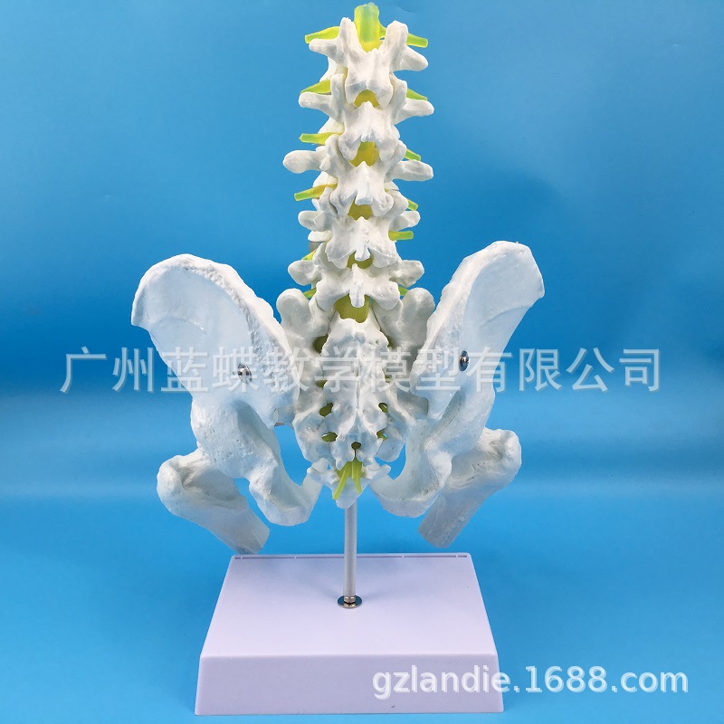 ��Ȼ�����������׵ �ɹ� ���ԹǸ������׵��׵����ģ�� ҽѧ