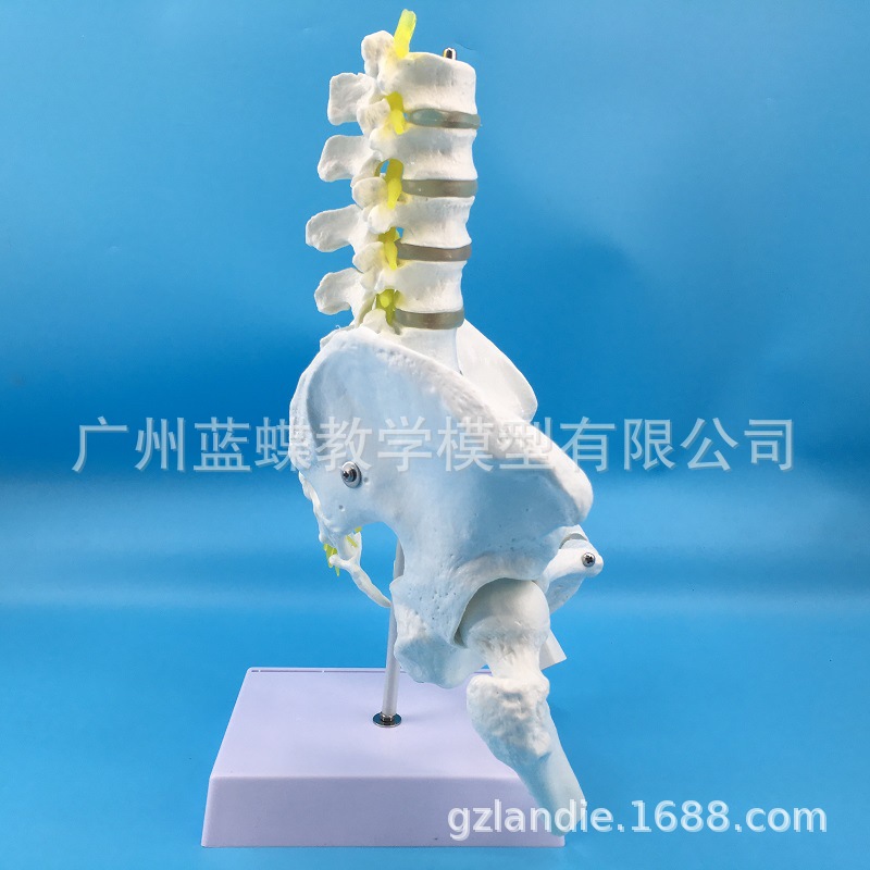 ��Ȼ�����������׵ �ɹ� ���ԹǸ������׵��׵����ģ�� ҽѧ