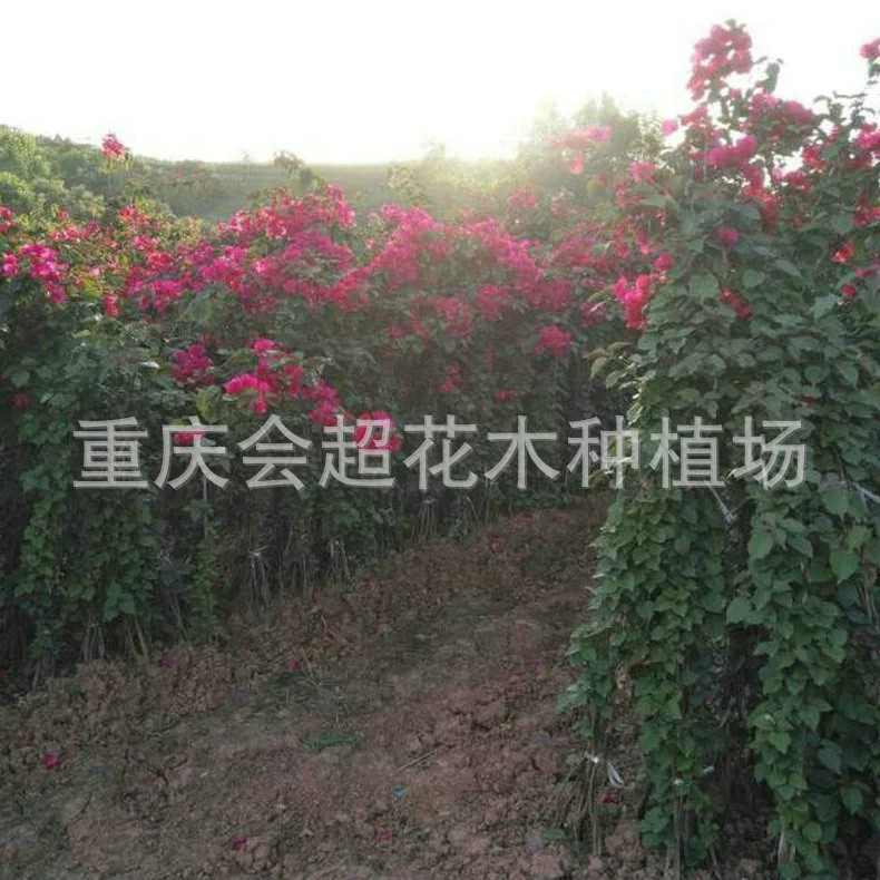 Различные сорта саженцев бугенвиллии с цилиндрическими фиолетовыми цветами поставляются от производителя, и они представляют собой лучший выбор для декора балконов и комнатных растений в горшках.