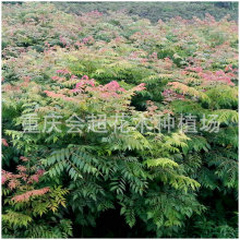 ���ع������NҎ������G�����̙�����l�N�ۈ@��ͥԺ����