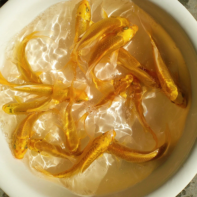 Золотой кои пресноводная рыба холодная вода Рыба хорошее разведение Живая рыба пейзаж Рыба кои Живая рыба Дракон Феникс Рыба кои мелкая рыба мальки